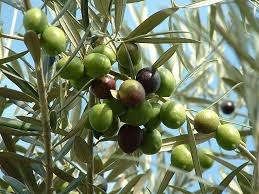growing olives