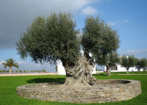 olive trees