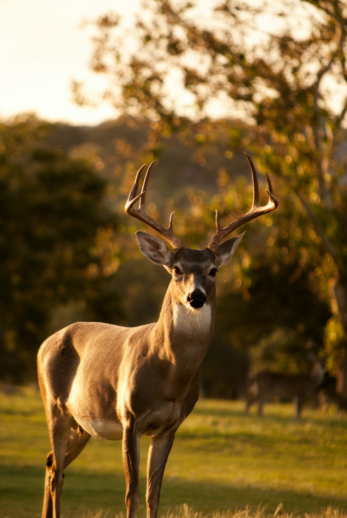 A deer standing among trees