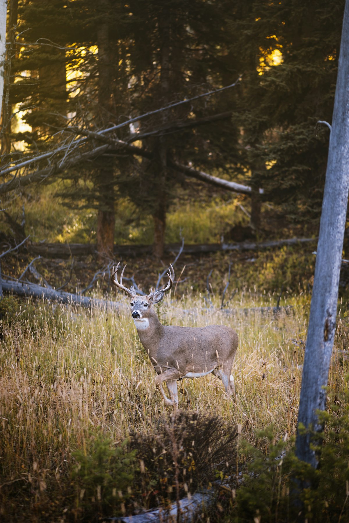 A deer in an open field