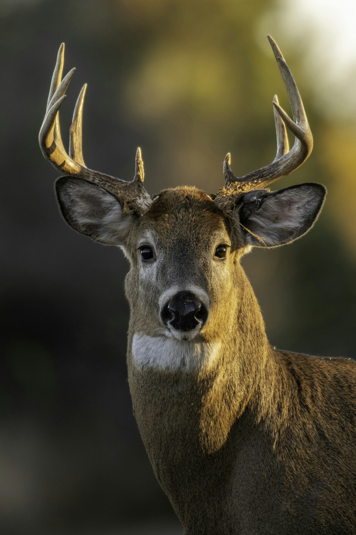 A whitetail buck with antlers